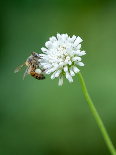 白花上的蜜蜂